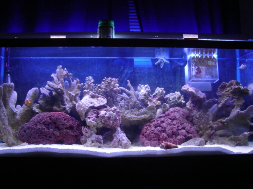 Rated #1098: 90 Gallons Reef Tank - k