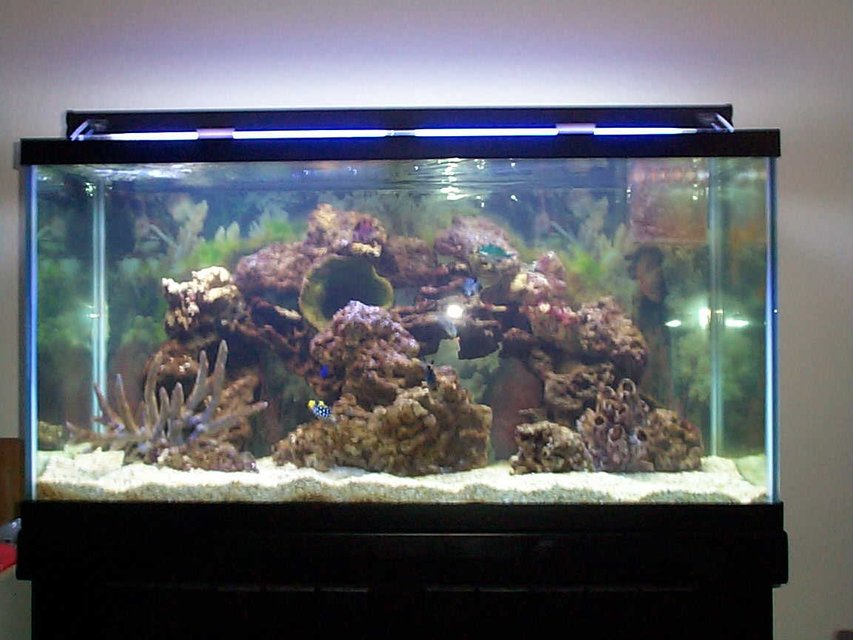 Rated #1240: 90 Gallons Reef Tank - 90 gallon tank ,4 triggers,2 chromas,1 shrimp and one damsel