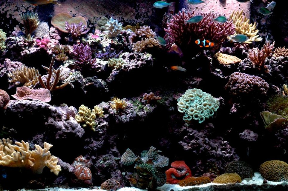 Rated #241: 210 Gallons Reef Tank - Right side of tank