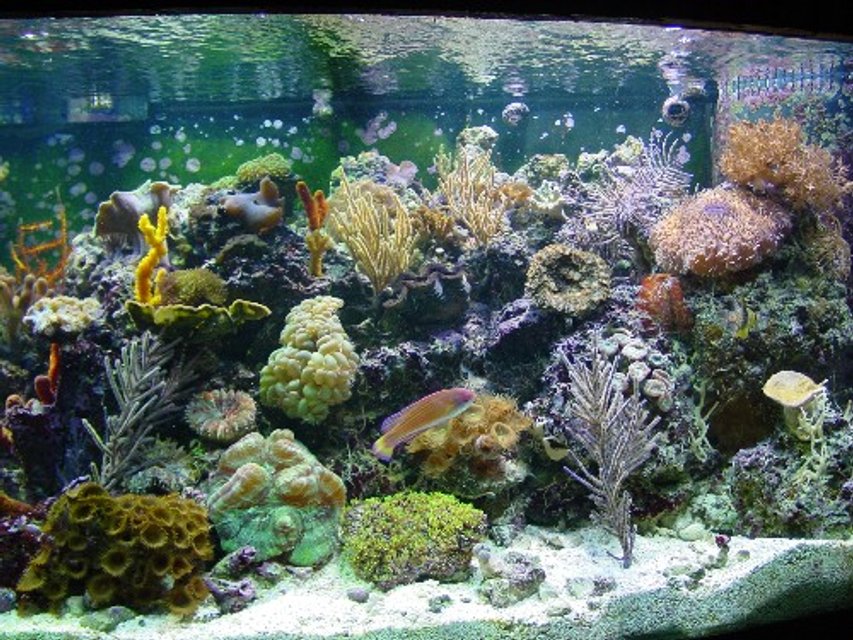 Rated #325: 155 Gallons Reef Tank - 155 bowfront reef tank