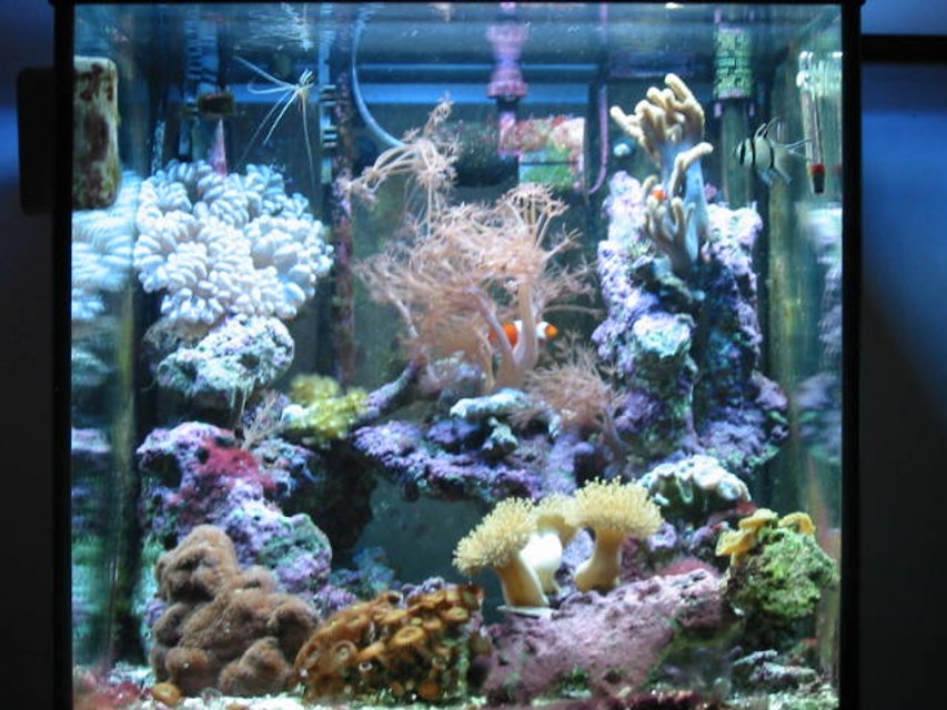 Rated #711: Reef Tank
