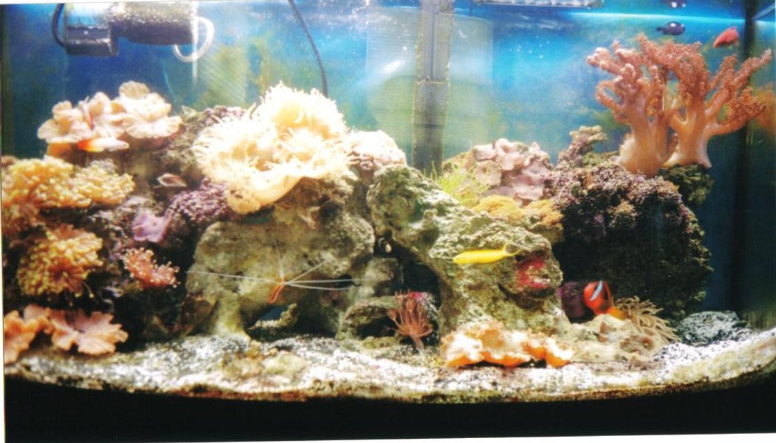 Rated #1023: 75 Gallons Reef Tank - 50 gal. bow front from oceanic.