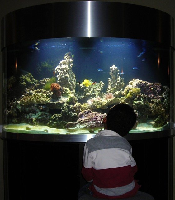 Rated #81: 144 Gallons Reef Tank - Mesmerised by it all...