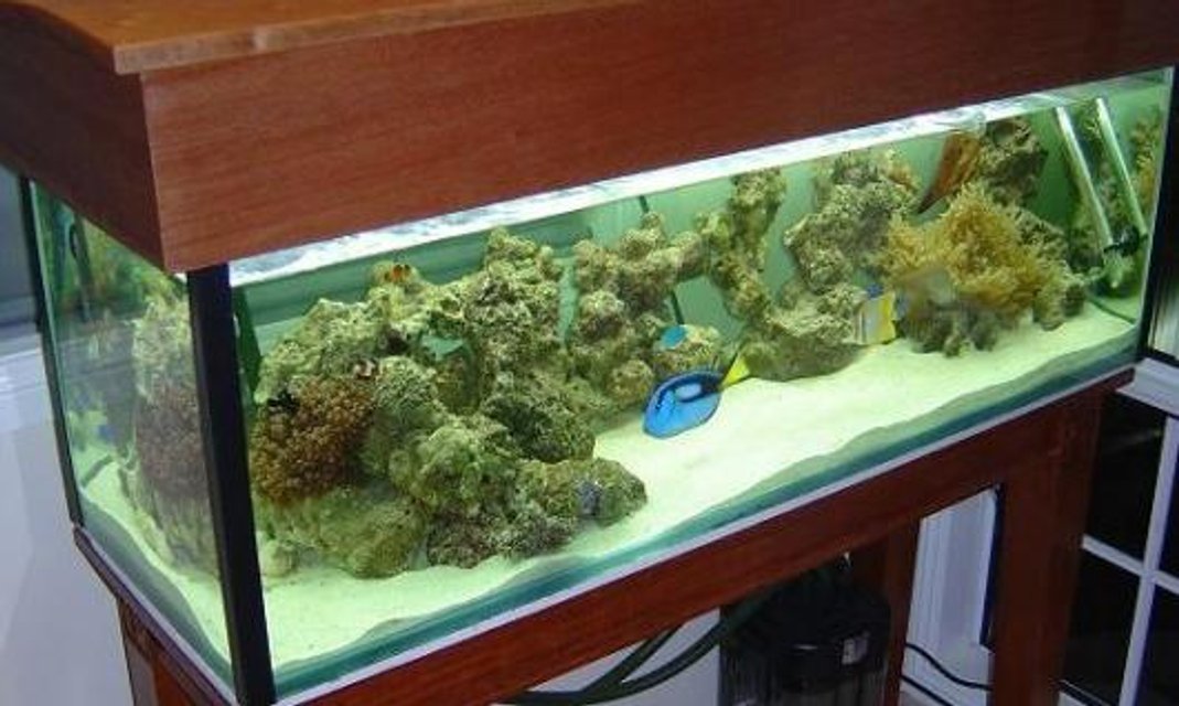 Rated #1257: Reef Tank - Hood and stand