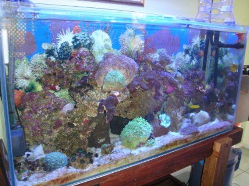 Rated #870: 100 Gallons Reef Tank - Cool!