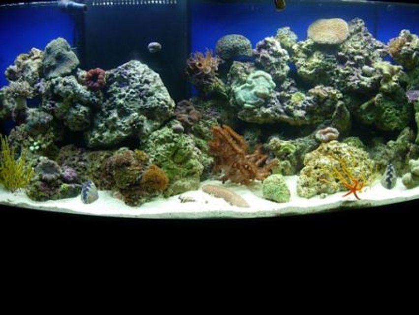 Rated #949: 72 Gallons Reef Tank - still learning...reef tank in progress
