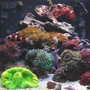 12 gallons reef tank (mostly live coral and fish) - 12 Gallon Nano Reef