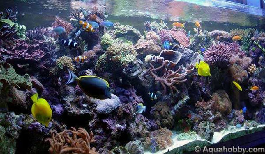 what is a refugium