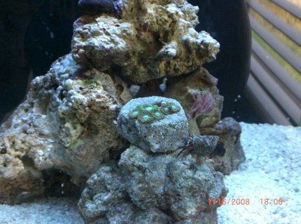 corals inverts - zoanthus sp. - atomic green zoanthids stocking in 6 gallons tank - my zoanthid