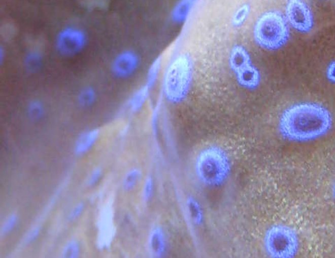 corals inverts - t. gigas clam stocking in 65 gallons tank - T. Gigas Closeup