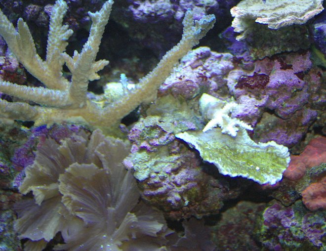 corals inverts - montipora capricornis - green apple cap coral stocking in 180 gallons tank - A variety to view.