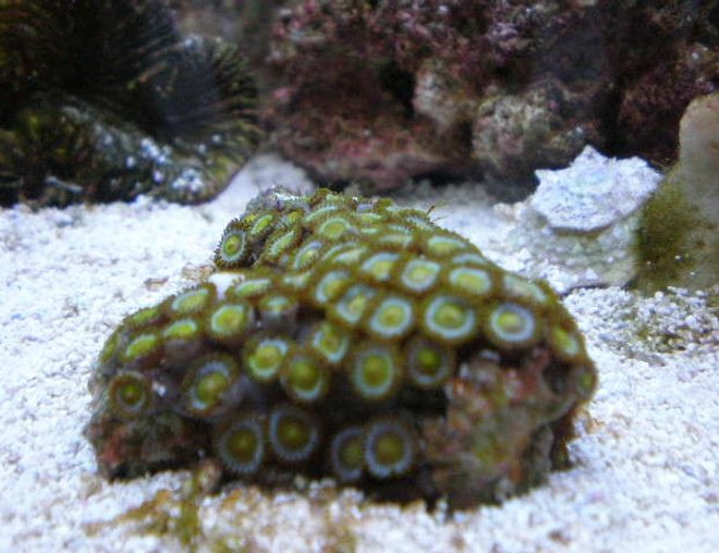 corals inverts - zoanthus sp. - green polyps stocking in 20 gallons tank - new