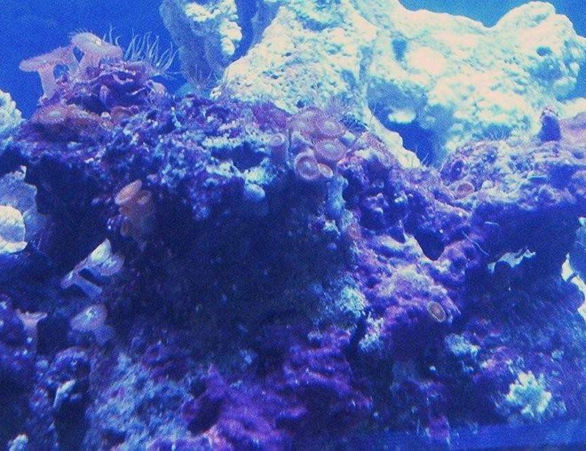 corals inverts - zoanthus sp. - colony polyp stocking in 30 gallons tank - A small colony of Orange Zoo's. Sorry for the bad angle and color, still experimenting with new camera.