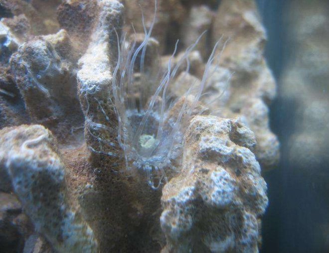 corals inverts - duncanopsammia axifuga - giant green polyp duncan stocking in 4 gallons tank - Unidentified coral. Maybe someone here could tell me what is this : )