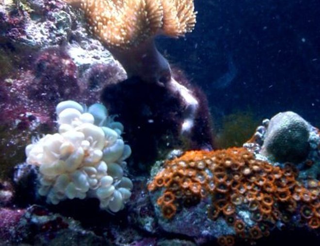 corals inverts - zoanthus sp. - flame polyps stocking in 125 gallons tank - 180g