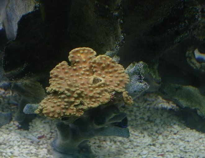 corals inverts - montipora capricornis - leaf plate montipora coral stocking in 125 gallons tank - hard coral