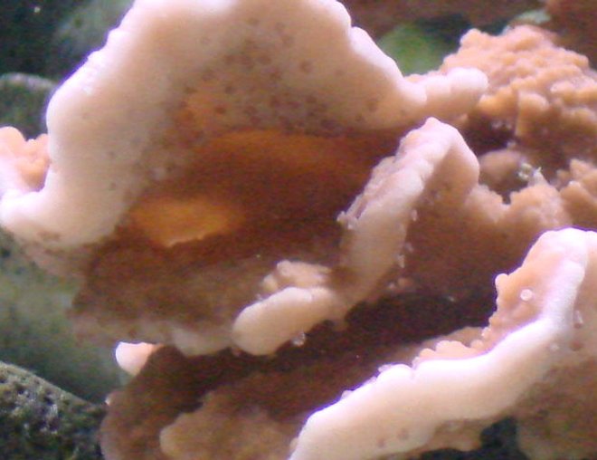 corals inverts stocking in 125 gallons tank - close up