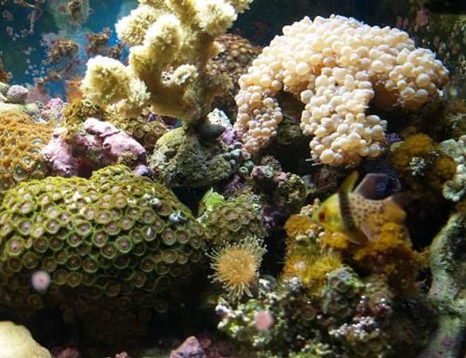 corals inverts - zoanthus sp. - colony polyp stocking in 90 gallons tank - 3 years