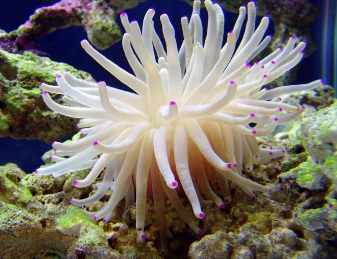 corals inverts - condylactis gigantea - condy anemone stocking in 40 gallons tank - Condy Anemone