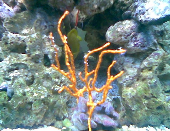 corals inverts - diodogorgia nodulifera - yellow finger gorgonian stocking in 75 gallons tank - yellow deepwater gorgonian