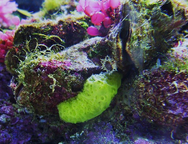 corals inverts stocking in 65 gallons tank - nice rock