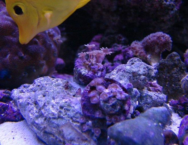 corals inverts stocking in 75 gallons tank - Mystery Coral