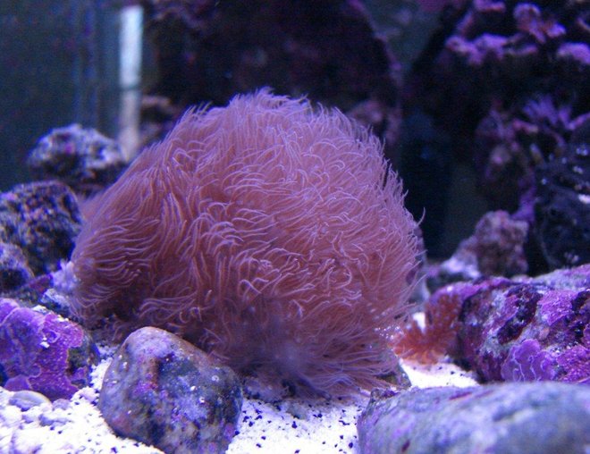 corals inverts - catalaphyllia jardinei - elegance coral stocking in 75 gallons tank - Pink Star Polyps