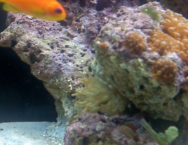 corals inverts - condylactis sp. - haitian reef anemone stocking in 80 gallons tank - Purple-eyed Antheis creepin around Hatian pink tipped anemone.