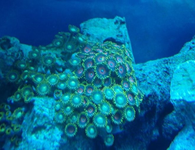 corals inverts - zoanthus sp. - button polyp, pink stocking in 37 gallons tank - zoa