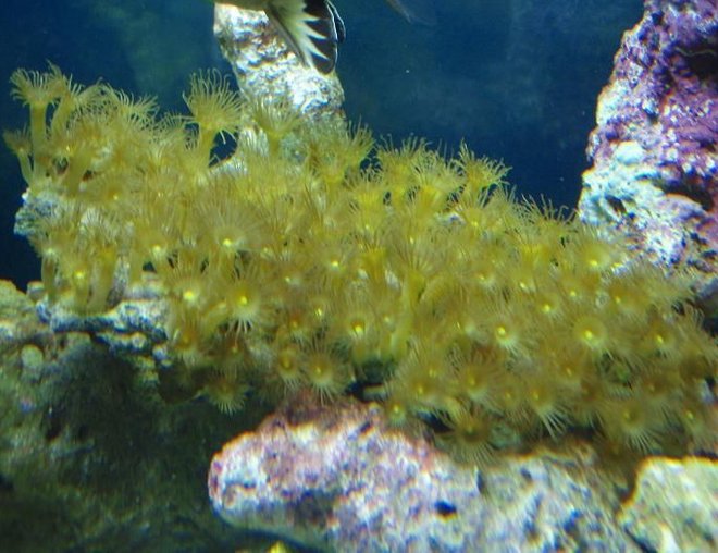 corals inverts - zoanthus sp. - yellow polyps stocking in 37 gallons tank - Yellow polyps