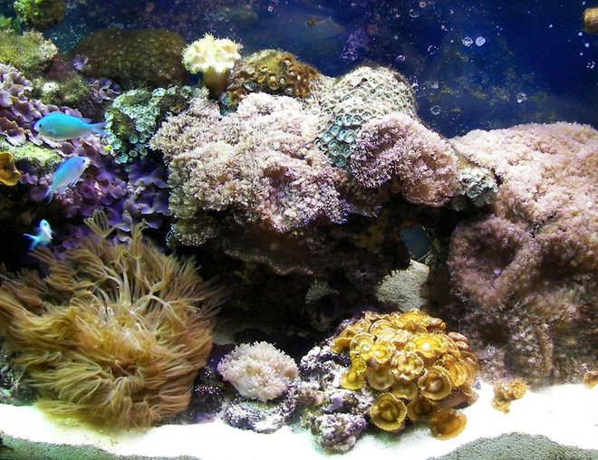 corals inverts - zoanthus sp. - yellow polyps stocking in 125 gallons tank - This is a closer picture of the right side of the tank March 2008