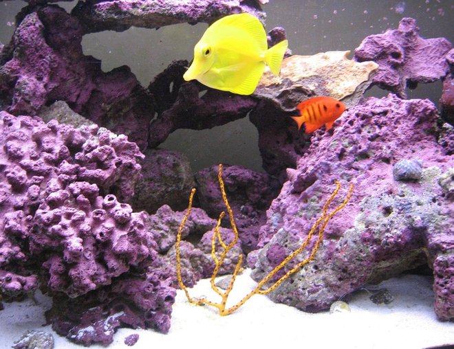 corals inverts - diodogorgia nodulifera - yellow finger gorgonian stocking in 125 gallons tank - Sea Fan, Yellow Tang, and Flame Angel