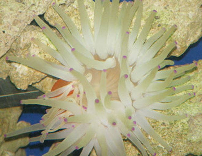 corals inverts - condylactis gigantea - condy anemone stocking in 55 gallons tank - This is a picture of my anemone. I believe it is a Haitian Reef Anemone. Enjoy!