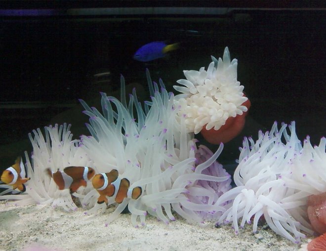 corals inverts - condylactis gigantea - condy anemone stocking in 80 gallons tank - cody clowns