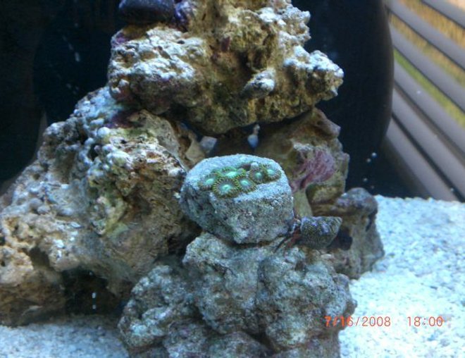 corals inverts - zoanthus sp. - atomic green zoanthids stocking in 6 gallons tank - my zoanthid
