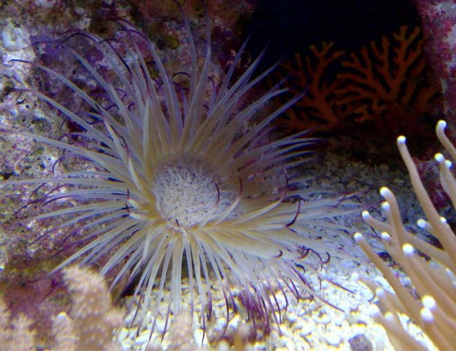 corals inverts - cerianthus membranacea - tube anemone stocking in 55 gallons tank - anemone