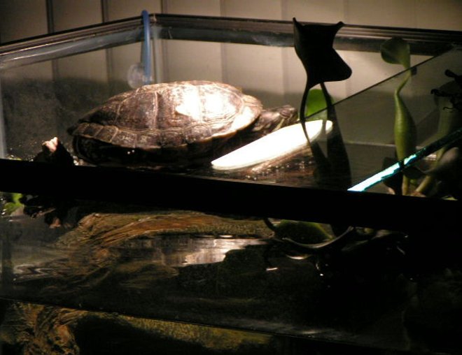 corals inverts stocking in 90 gallons tank - Sleepy Myrtle zzzzzzzz