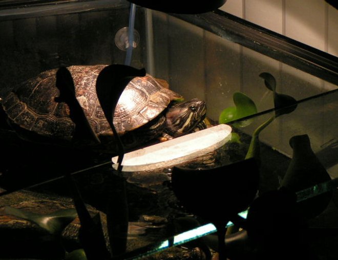 corals inverts stocking in 90 gallons tank - Miss Myrtle aka Ol' Blue Eyes