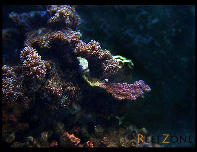 corals inverts stocking in 75 gallons tank - The war has begun.