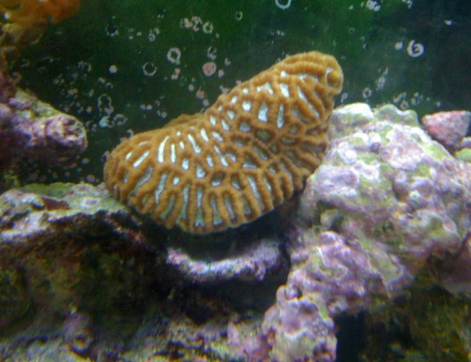 corals inverts - brain coral stocking in 120 gallons tank - favia or favities 6 x 4 colony
