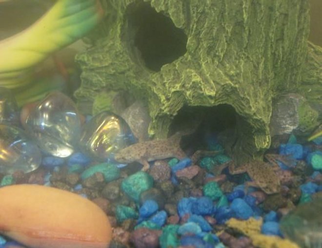 corals inverts stocking in 20 gallons tank - our two froggies.. Kermit and Miss Piggy