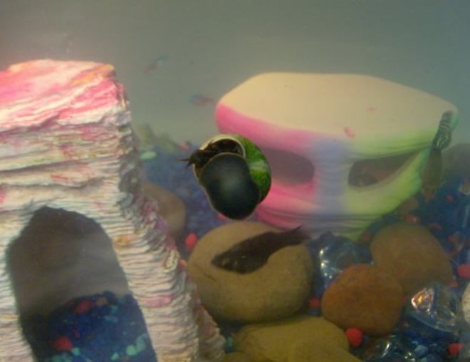 corals inverts stocking in 20 gallons tank - Our snail.. we just bought him last night [November 7, 2008]