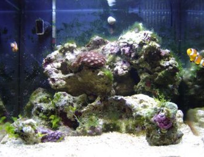 corals inverts stocking in 14 gallons tank - 14 gallon Bio cube, did a bit of re-arranging and got some snails and an emerald crab. They are doing a fantastic job cleaning up the algae.