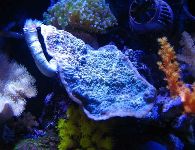 corals inverts - montipora capricornis stocking in 75 gallons tank - 10G nano