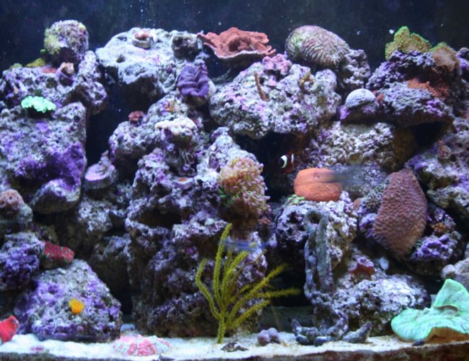 corals inverts stocking in 110 gallons tank - Main Picture check this picture soon, since I have added a couple things since.