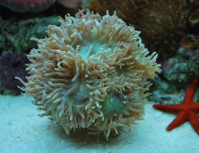 corals inverts - duncanopsammia axifuga - giant green polyp duncan stocking in 60 gallons tank - Duncan Heads really growing