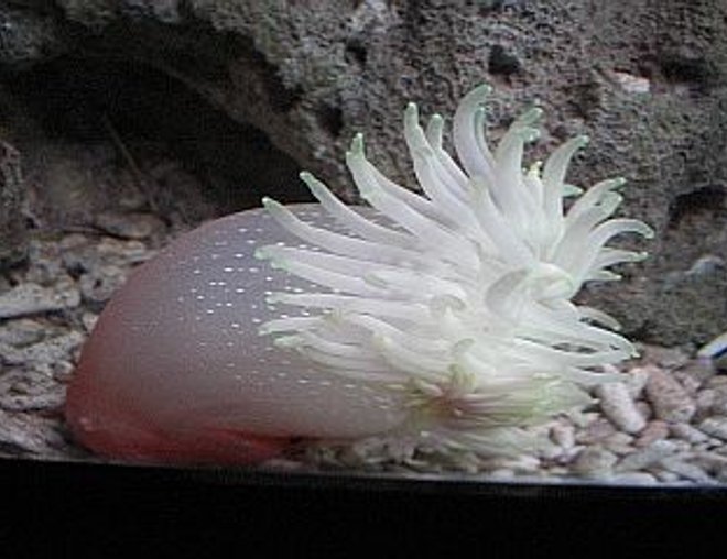 corals inverts stocking in 700 gallons tank - On the move