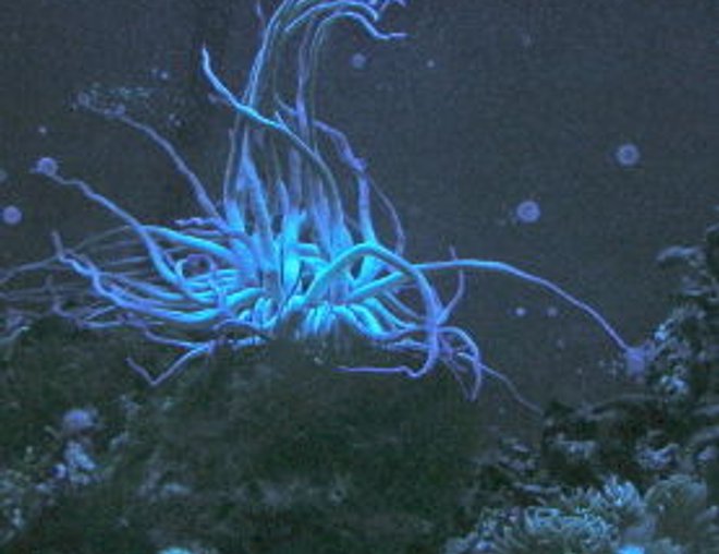 corals inverts - condylactis gigantea - condy anemone stocking in 75 gallons tank - a pic of my condy and flat brown