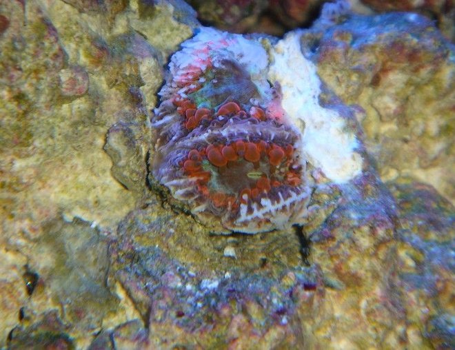 corals inverts - blastomussa coral stocking in 20 gallons tank - BLASTOMUSSA