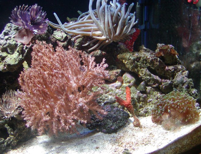 corals inverts stocking in 75 gallons tank - coral